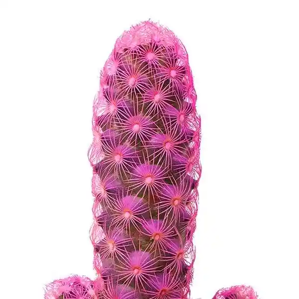 Cactus De Color Fucsia