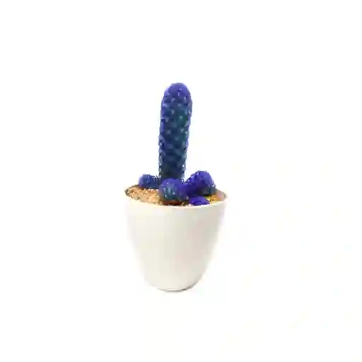 Cactus De Color Azul