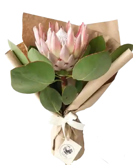 Protea King