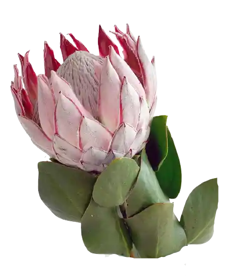 Protea King