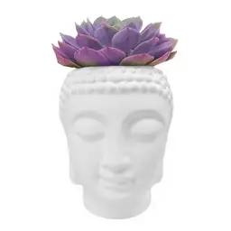 Buddha Grande con Suculenta de Color Morada Precio - Rappi