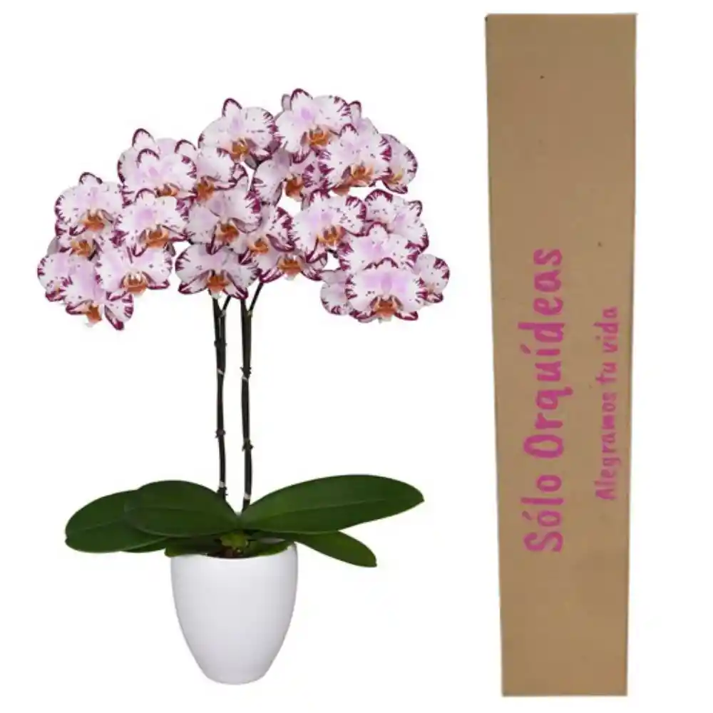 Orquidea Dos Tallos Con Matera Plastica Decorativa