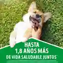 Comida para perro Dog Chow mayores a 7 años (Senior Longevidad) x 8 kg