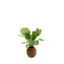 Mini Helecho Nido Liso Kokedama