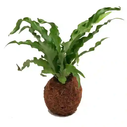 Mini Helecho Nido Crespo Kokedama