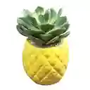 Piña con Suculenta