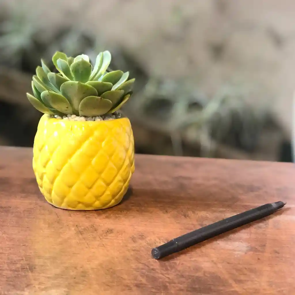 Piña con Suculenta