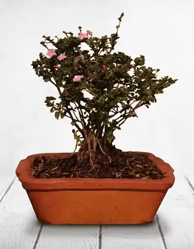  Bonsai Snowrose