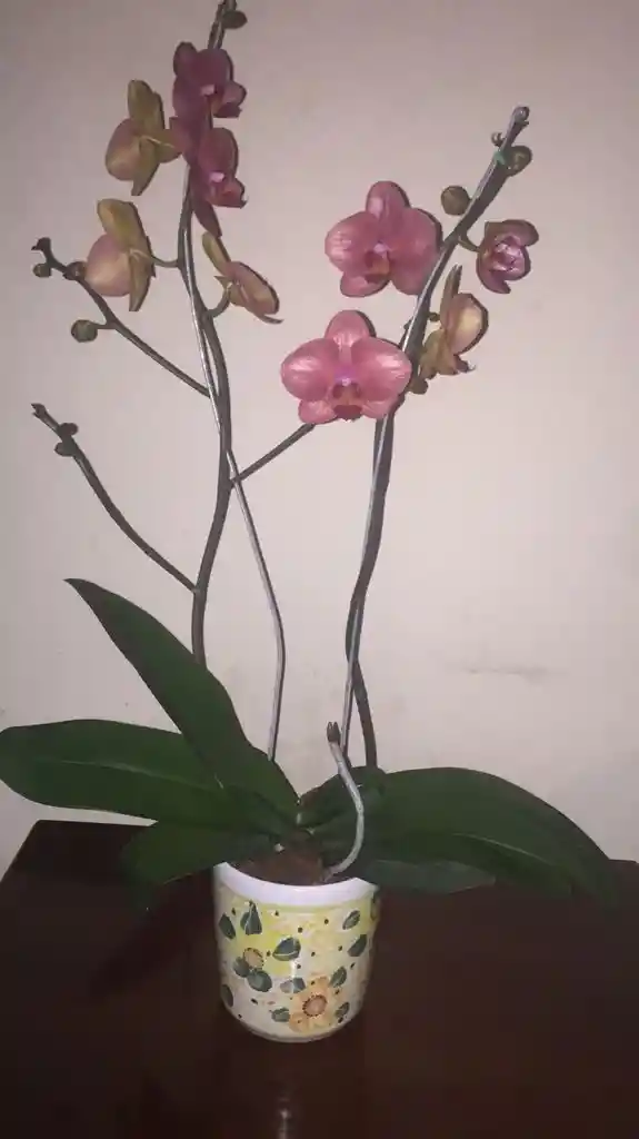 Orquidea Con Matera Decorada En Ceramica