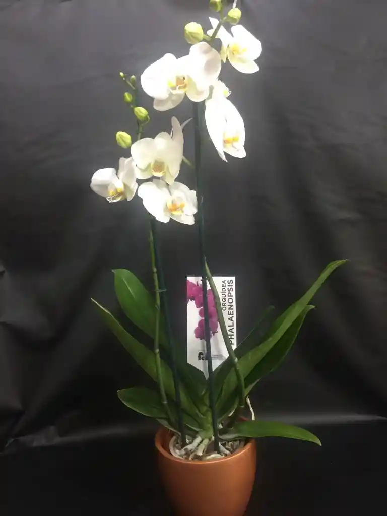 Orquidea Dos Varas Con Matera En Ceramica