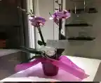 Orquidea Planta De De Dos Varas Con Matera Incluida Empacada Para Regalo