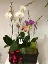 Orquidea Canastos En Fique Con S 1