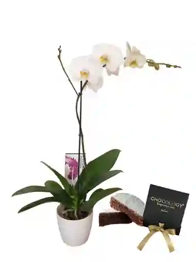 Orquidea Regalo Birthday Con Torta Chocology