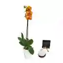 Orquidea Regalo Amarillo Con Torta Chocology