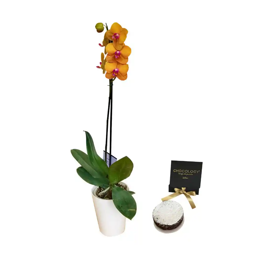 Orquidea Regalo Amarillo Con Torta Chocology