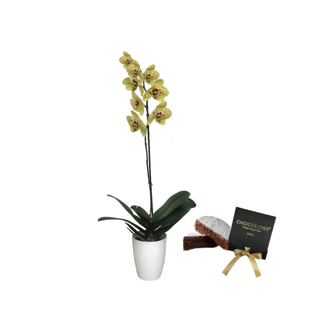 Orquidea Regalo Amarillo Con Torta Chocology