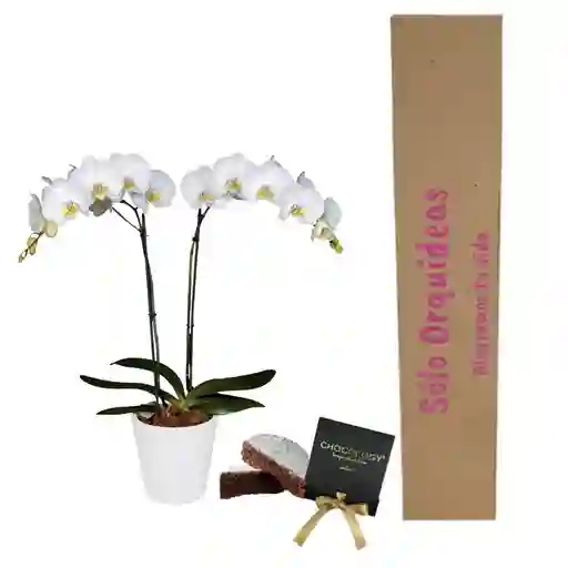 Orquidea Regalo Wh Con Torta Chocology