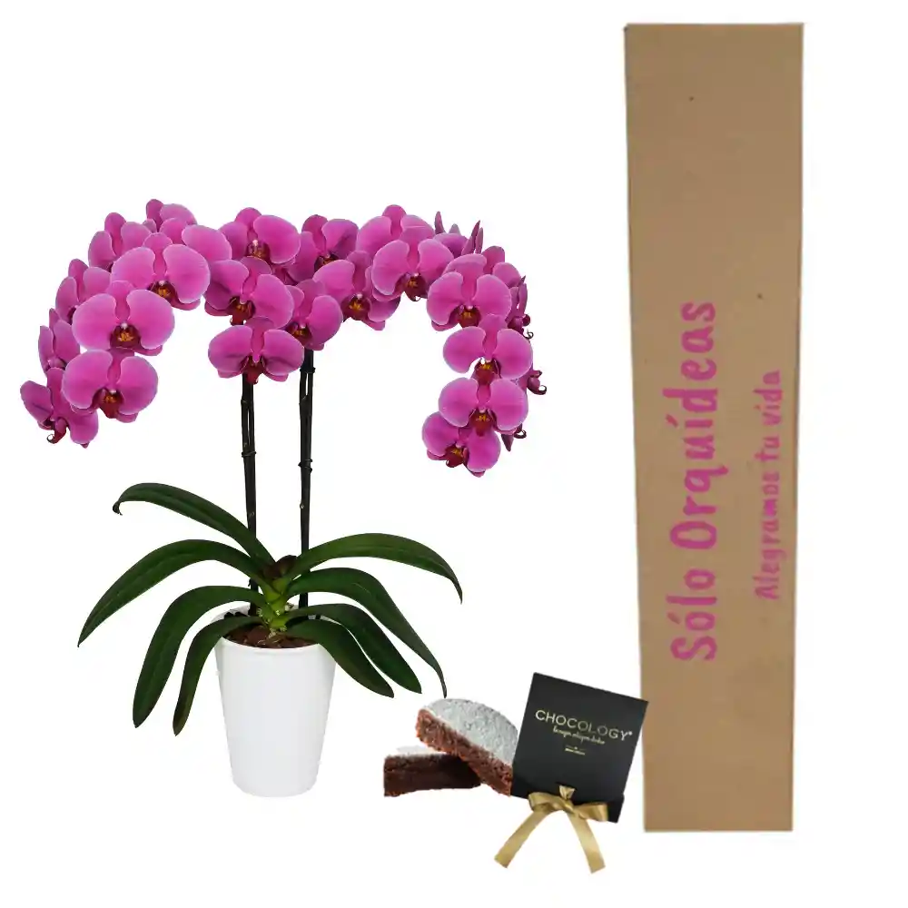 Orquidea Regalo Fucsia Con Torta Chocology