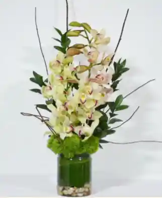 Orquidea S Cymbidium 30 Puntos