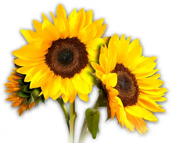 Girasoles