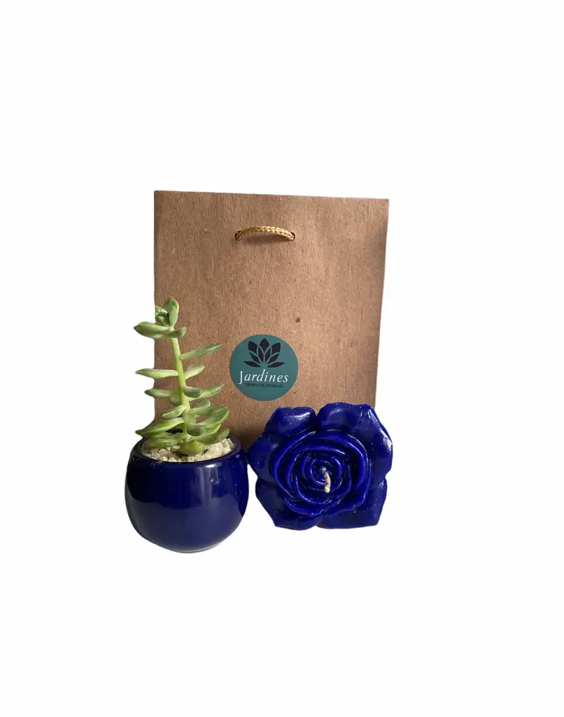 Set Planta Suculenta + Vela Perfumada Azul