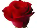 Arreglo Floral 100 Rosas Rojas Amor de Amores en Ramo