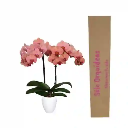 PLANTA DE ORQUIDEAS 2 TALLOS CON FLORES SALMON + MATERA DECORATIVA