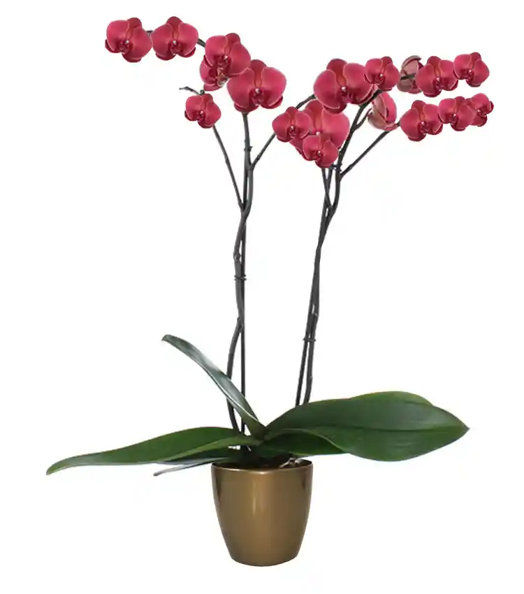 PLANTA DE ORQUIDEAS 2 TALLOS CON FLORES SALMON + MATERA DECORATIVA