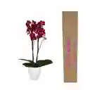 PLANTA DE ORQUIDEAS 2 TALLOS CON FLORES VINO + MATERA DECORATIVA