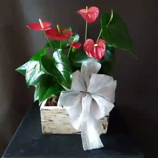 Dos Anturios con Moño para Regalo