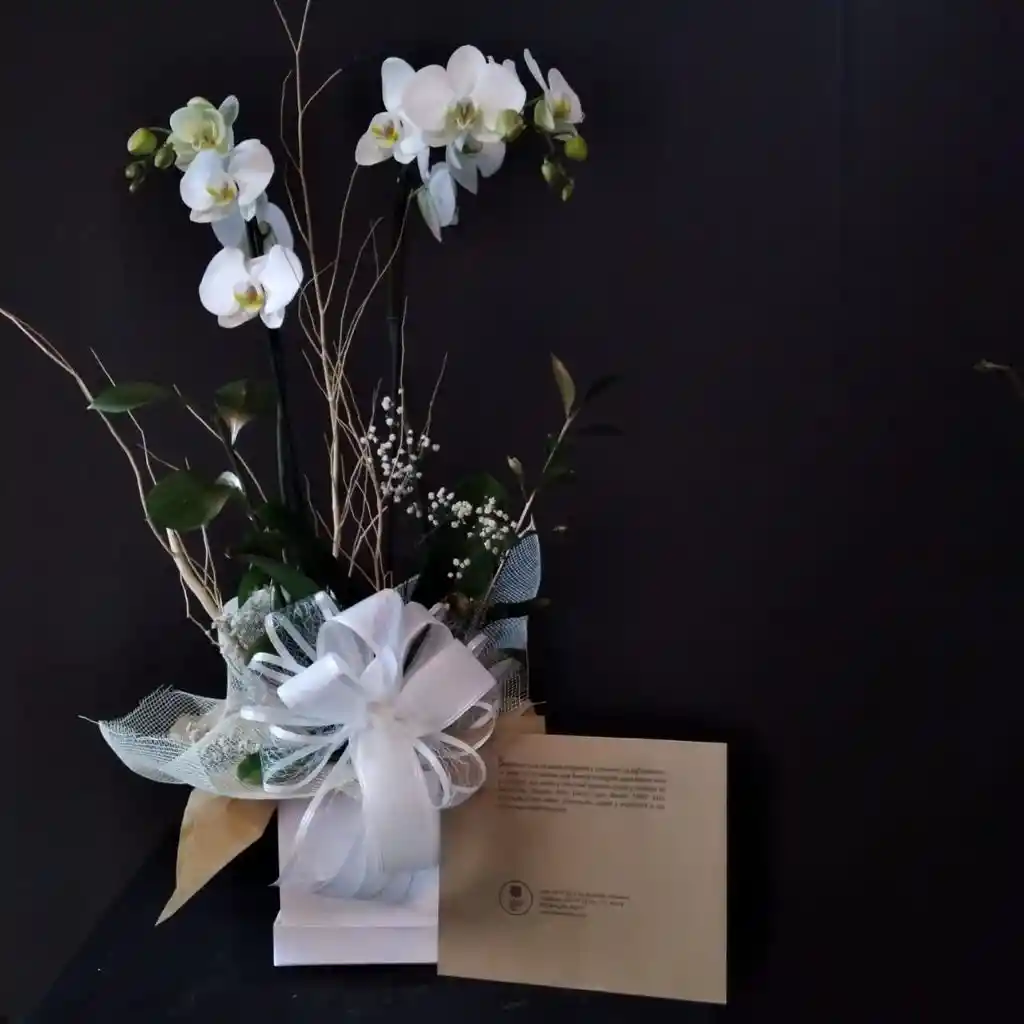 Orquídea con Bono de la Fundación Ximena Rico Llano, ideal para Regalo viene con Moño