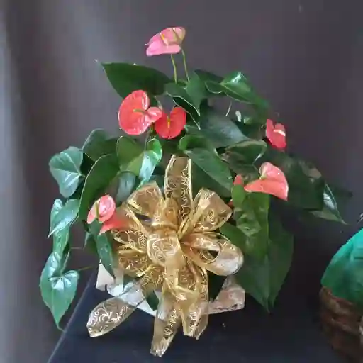 Anturios Grande con Moño perfecto para Regalo