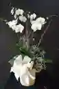 Orquideas en base de Madera empacada para Regalo con Moño