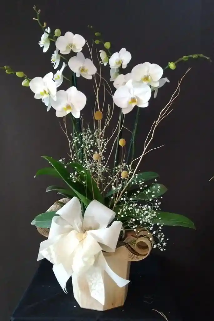 Orquideas en base de Madera empacada para Regalo con Moño