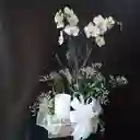 Orquidea S Y Velon / Vela De Condolencia Arregladas Con Moño