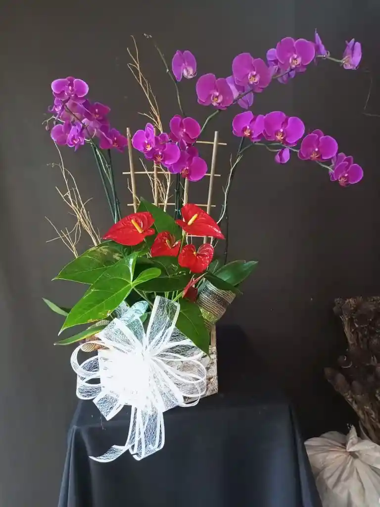 Orquidea Phalaenopsis Y Anturio Con Moño