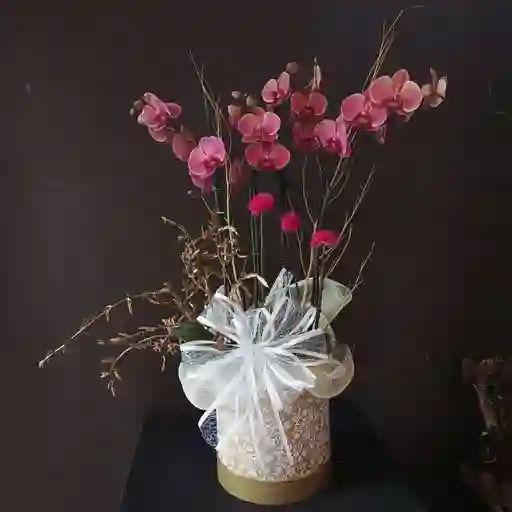 Dos Orquídeas Arregladas En Base Elegante Decoradas Con Moño Para Regalo