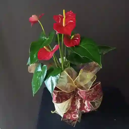 Anturio Con Moño Para Regalo