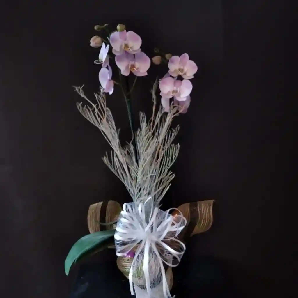 Orquídea decorada y empacada para Regalo con Moño