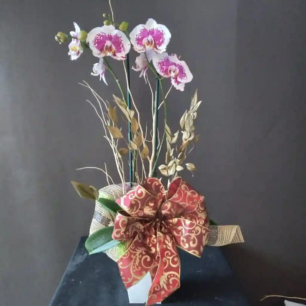 Orquídea decorada y empacada para Regalo con Moño 2