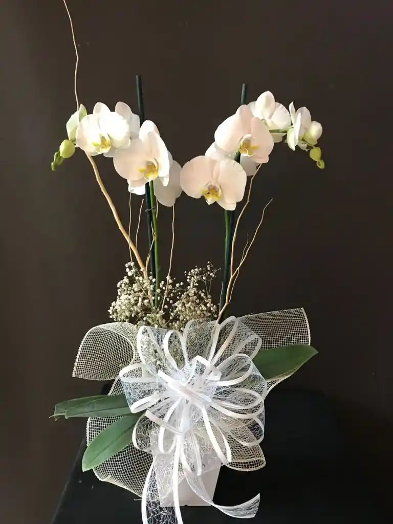 Orquídea decorada para Regalo 1