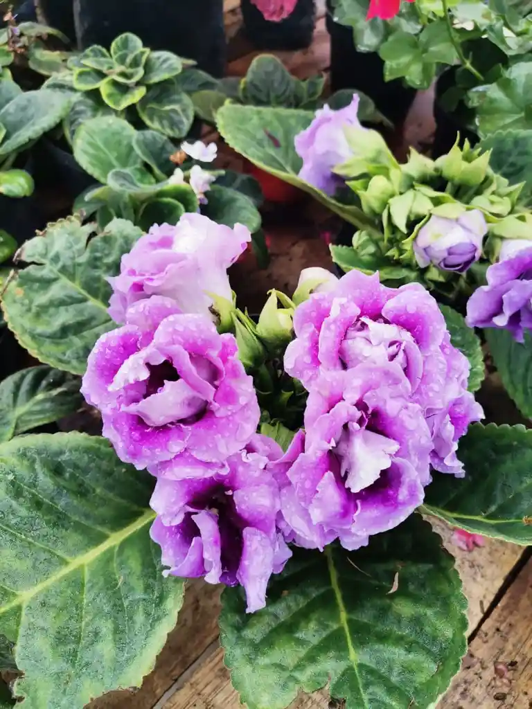 GLOXINIA