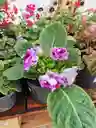 GLOXINIA