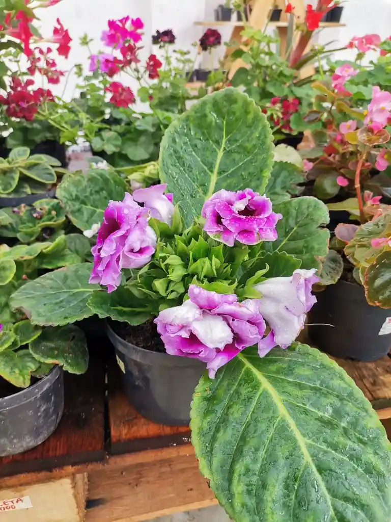 GLOXINIA