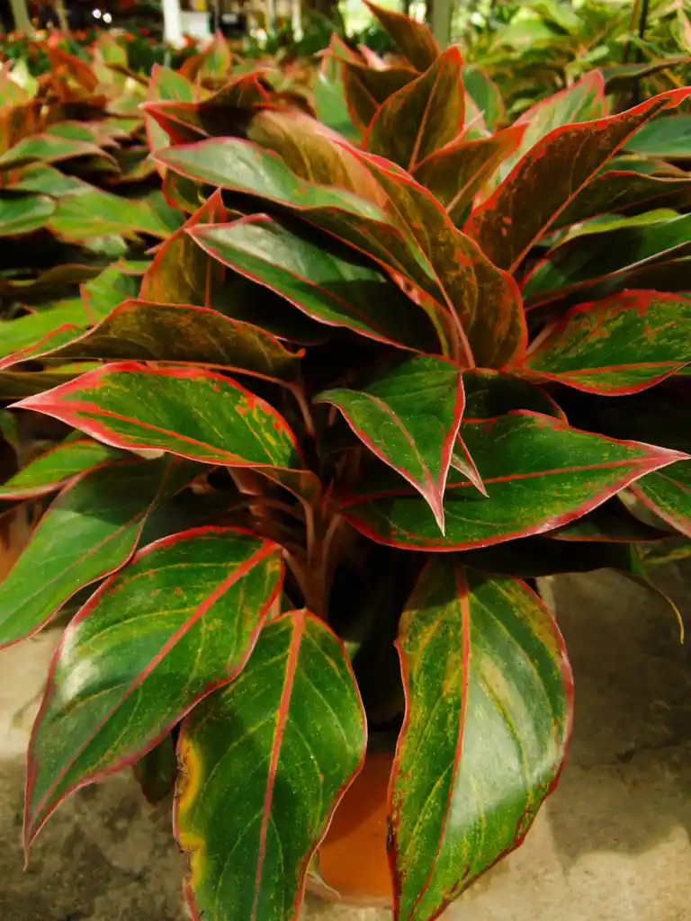 DOLAR ROJO (AGLONEMA ROJA)