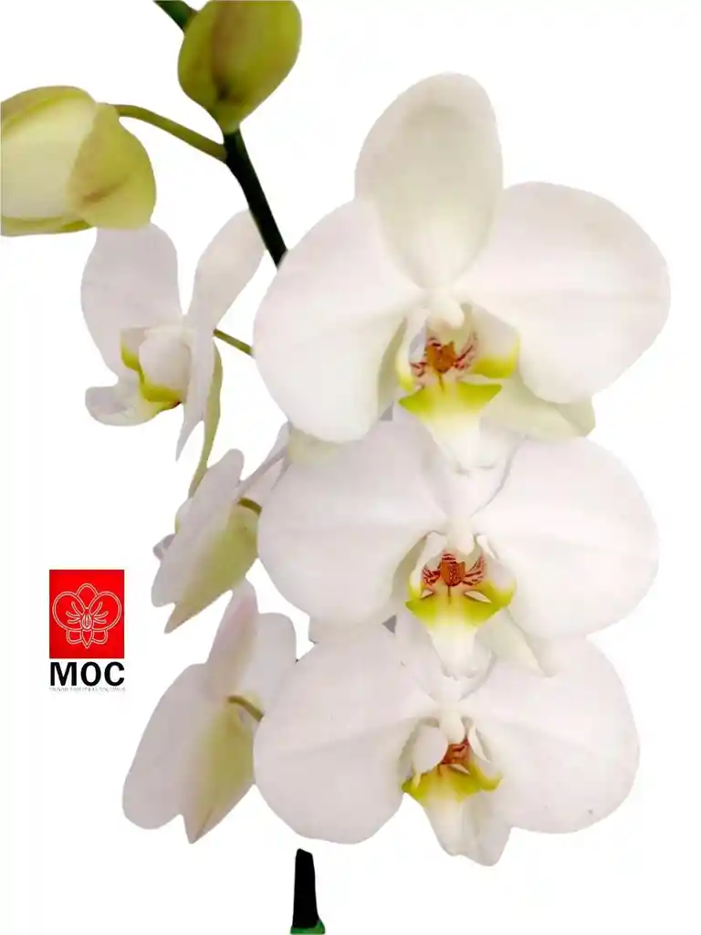 Orquidea Phalaenopsis