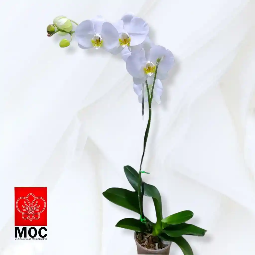 Orquidea Phalaenopsis