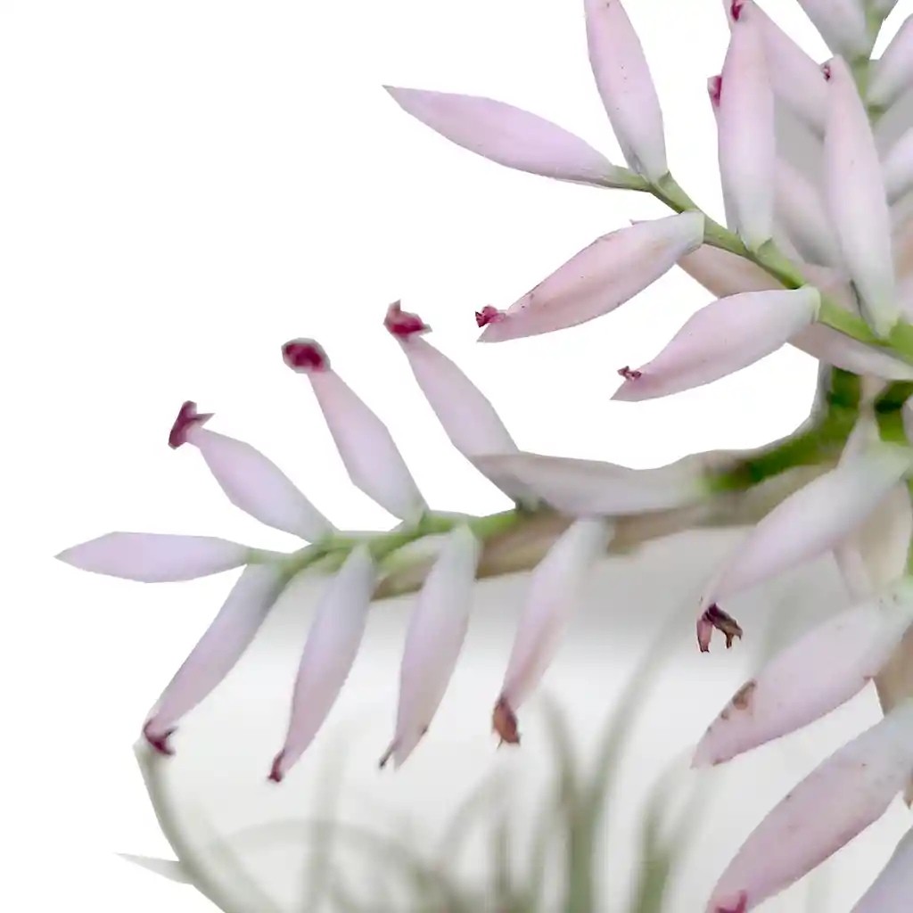 Tillandsia Cacticola + Plato De Cemento