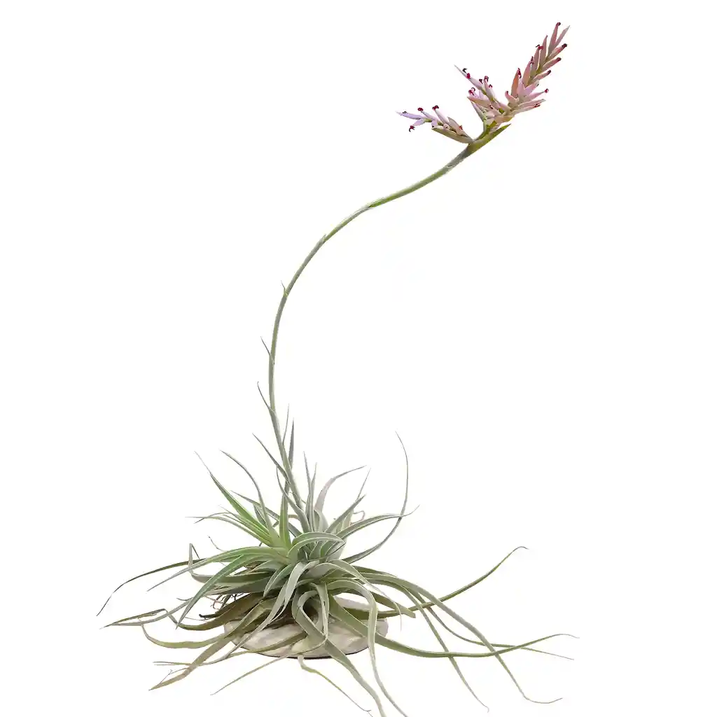 Tillandsia Cacticola + Plato De Cemento