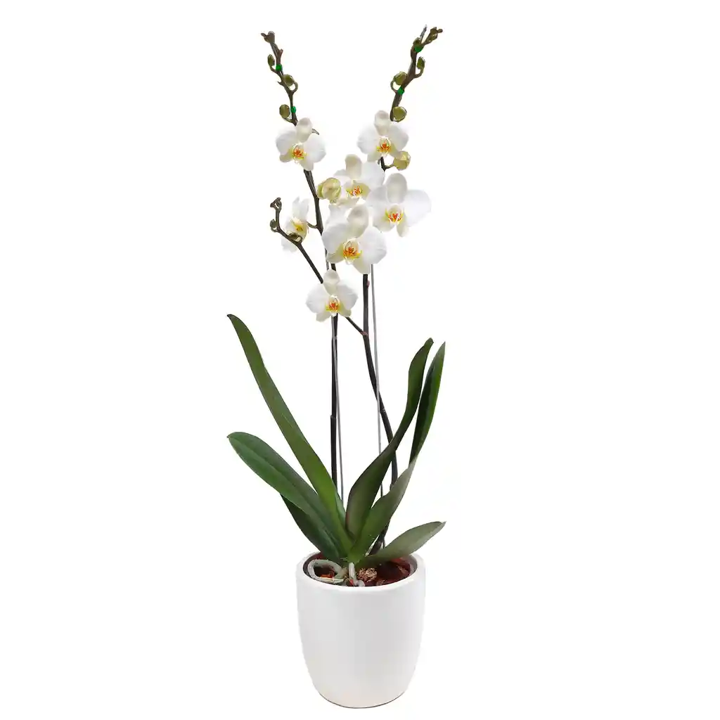 Orquídea Phalaenopsis De Dos Varas + Matera De Cerámica Blanca